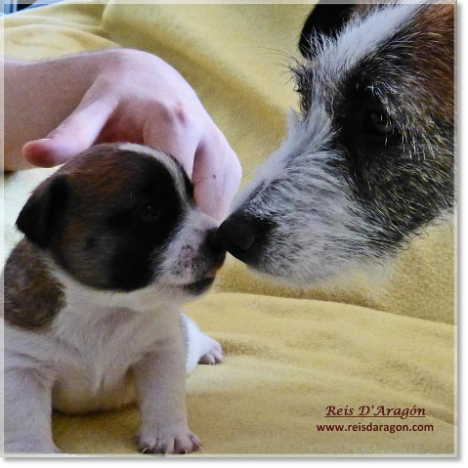 Care of the puppy Jack Russell Terrier