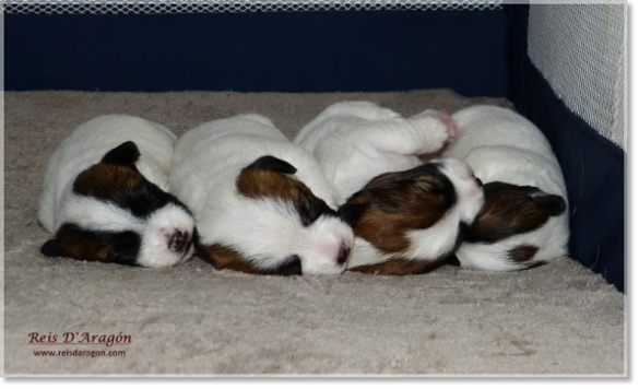 Puppies Jack Russell Terrier from Reis D'Aragón. Litter "B"