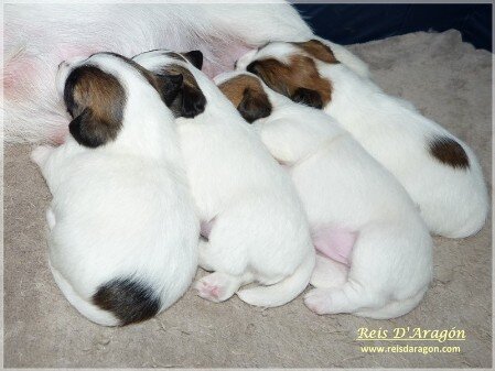 Puppies Jack Russell Terrier from previous litters