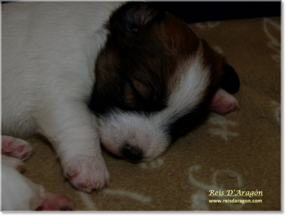 Puppies Jack Russell Terrier from Reis D'Aragón. Litter "B" Puppies Jack Russell Terrier from Reis D'Aragón. Litter "B"