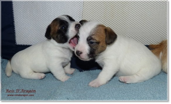 Puppies Jack Russell Terrier from Reis D'Aragón. Litter "B"