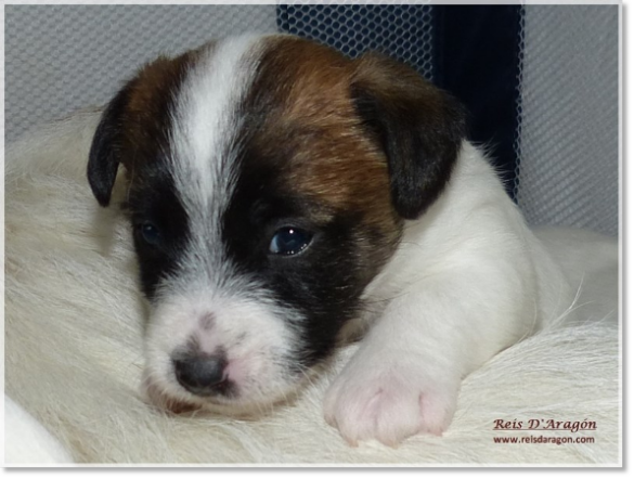 Puppies Jack Russell Terrier from Reis D'Aragón. Litter "B" Puppies Jack Russell Terrier from Reis D'Aragón. Litter "B"