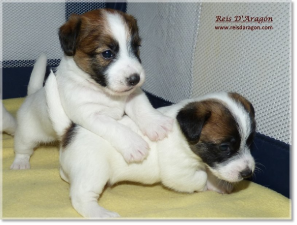 Puppies Jack Russell Terrier from Reis D'Aragón. Litter "B"