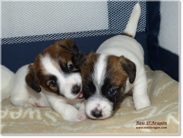 Puppies Jack Russell Terrier from Reis D'Aragón. Litter "B"