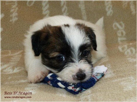 Caring the puppy Jack Russell Terrier