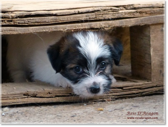 Puppies Jack Russell Terrier from Reis D'Aragón. Litter "B"