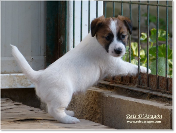 Breeder of Jack Russell Terrier Reis D'Aragon