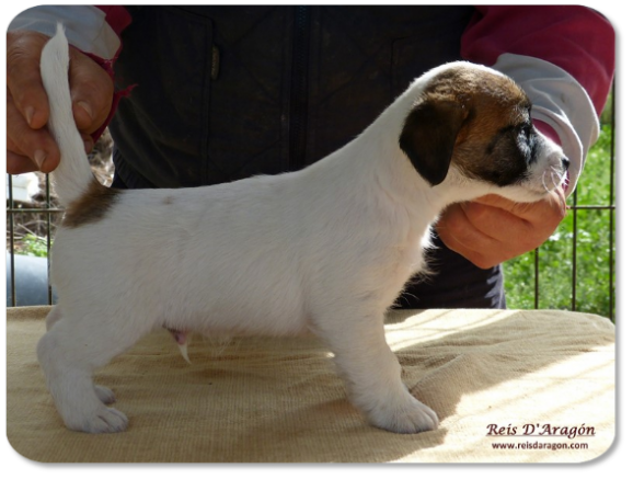 Jack Russell Terrier puppy litter "B" from Reis D'Aragón