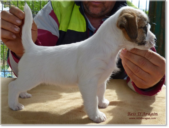 Puppy Jack Russell Terrier Brönte de Reis D'Aragón