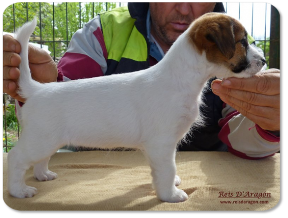 Jack Russell Terrier puppy litter "B" from Reis D'Aragón