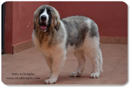 Pyrenean Mastiff puppy Whetu de Reis D'Aragón