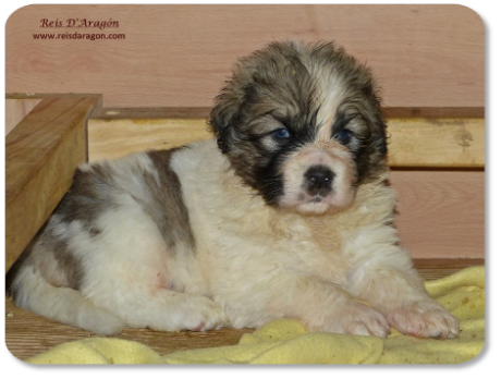 Pyrenean Mastiff puppy litter "L" from Reis D'Aragón