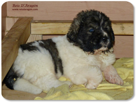 Pyrenean Mastiff puppy litter "L" from Reis D'Aragón