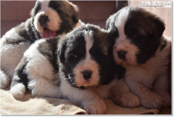 Puppies Pyrenean Mastiff from Reis D'Aragón