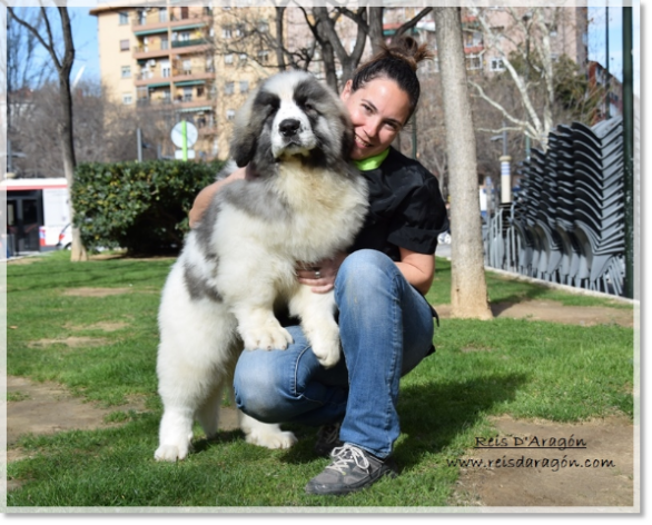 Puppy Pyrenean Mastiff Sabiñánigo de Reis D'Aragón