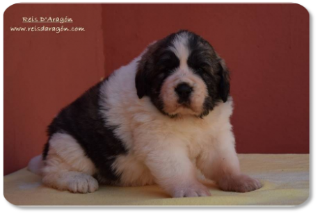 Pyrenean Mastiff puppy Viñal de Reis D'Aragón