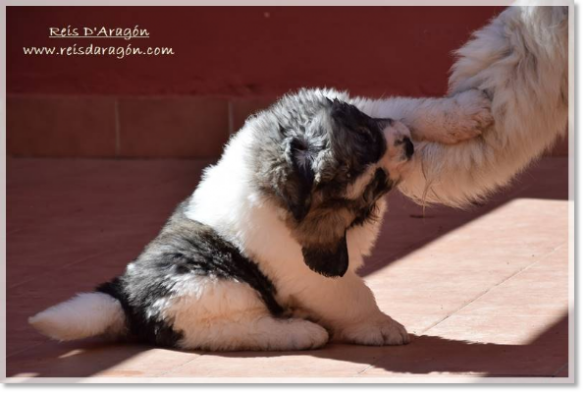 Pyrenean mastiff puppy Viñal de Reis D'Aragón playing with his mother