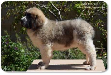 Pyrenean Mastiff puppy Villanúa de Reis D'Aragón