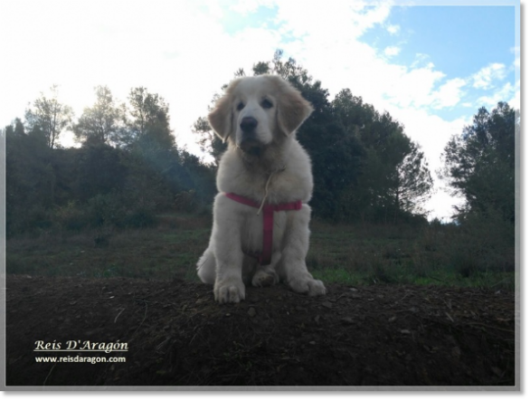 Pyrenean Mastiff Puppy Nacha de Reis D'Aragón