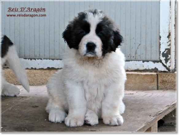Pyrenean Mastiff puppy Liri de Reis D'Aragón. One month