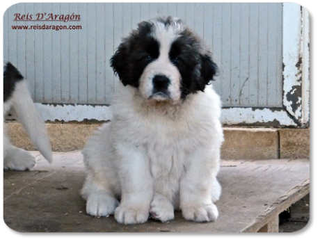 Pyrenean Mastiff puppy litter "L" from Reis D'Aragón