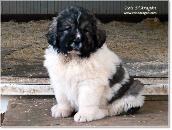 Puppies Pyrenean Mastiff from Reis D'Aragón