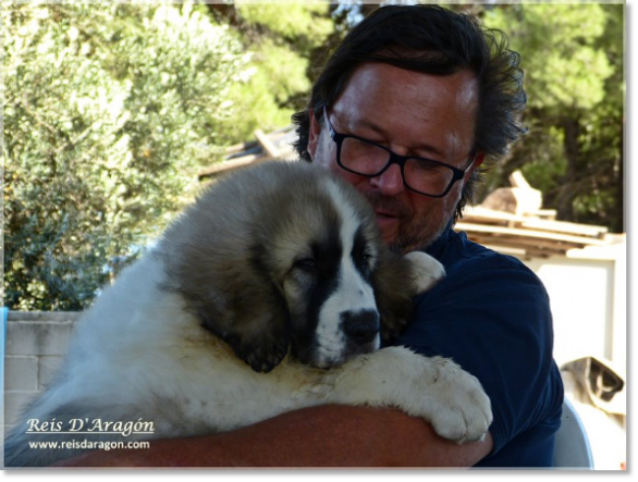 Pyrenean Mastiff puppy Wonder Boy de Font Roja