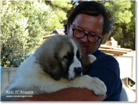 Pyrenean Mastiff puppy arrival at Reis D'Aragón