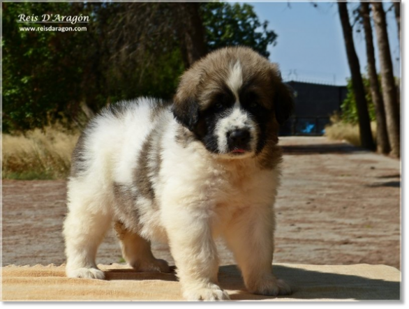 Puppies Pyrenean Mastiff from Reis D'Aragón