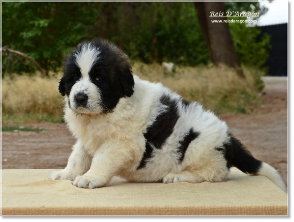 Puppies Pyrenean Mastiff from Reis D'Aragón