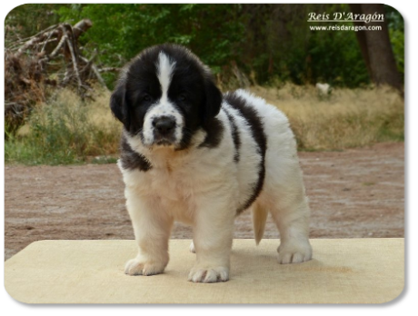 Pyrenean Mastiff puppy litter "M" from Reis D'Aragón