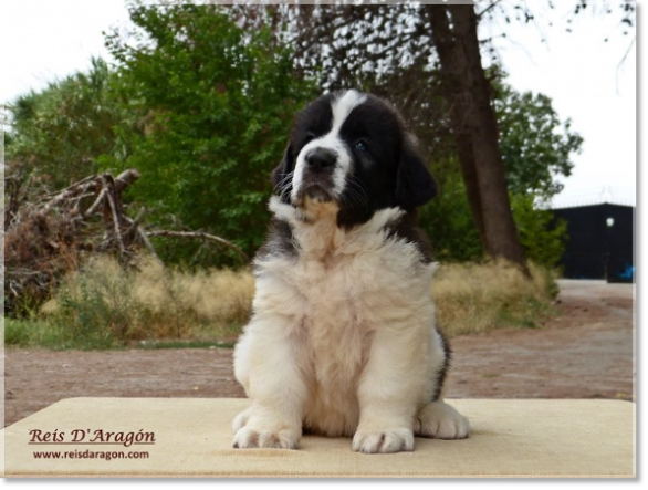 Puppies Pyrenean Mastiff from Reis D'Aragón