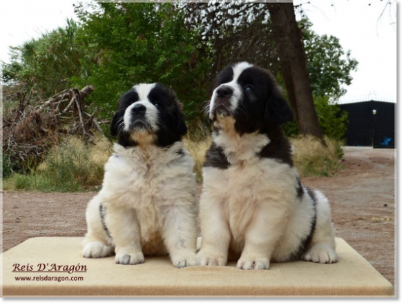 Puppies Pyrenean Mastiff from Reis D'Aragón