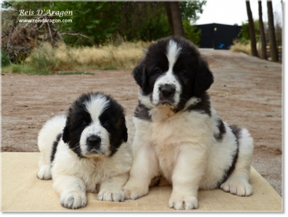 Puppies Pyrenean Mastiff from Reis D'Aragón