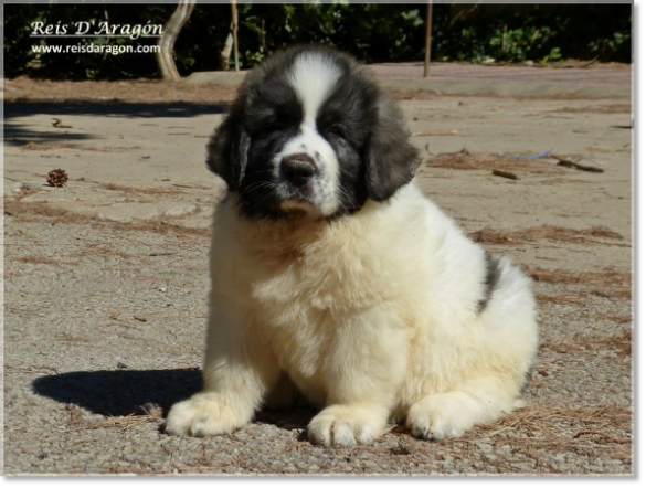 Puppies Pyrenean Mastiff from Reis D'Aragón