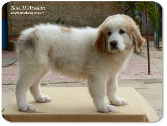 Pyrenean Mastiff puppy litter "N" from Reis D'Aragón