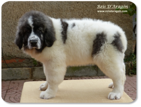 Pyrenean Mastiff puppy litter "M" from Reis D'Aragón