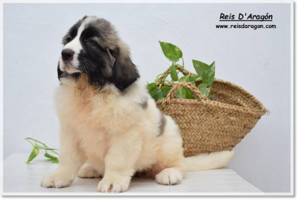 Pyrenean Mastiff puppy Alloza de Reis D'Aragón