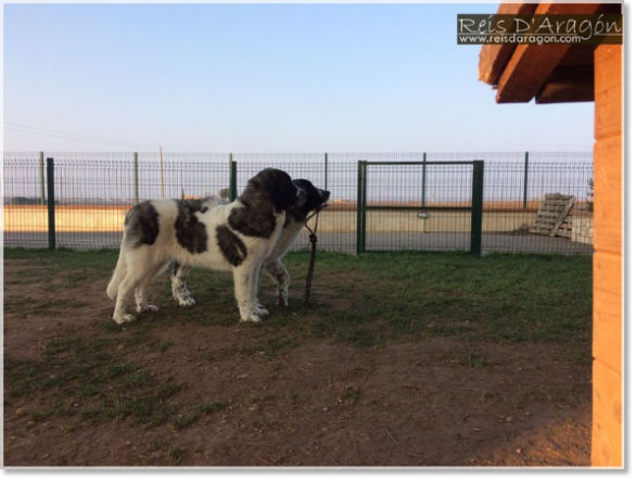 Pyrenean Mastiff Puppies Morilla and Miz de Reis D'Aragón