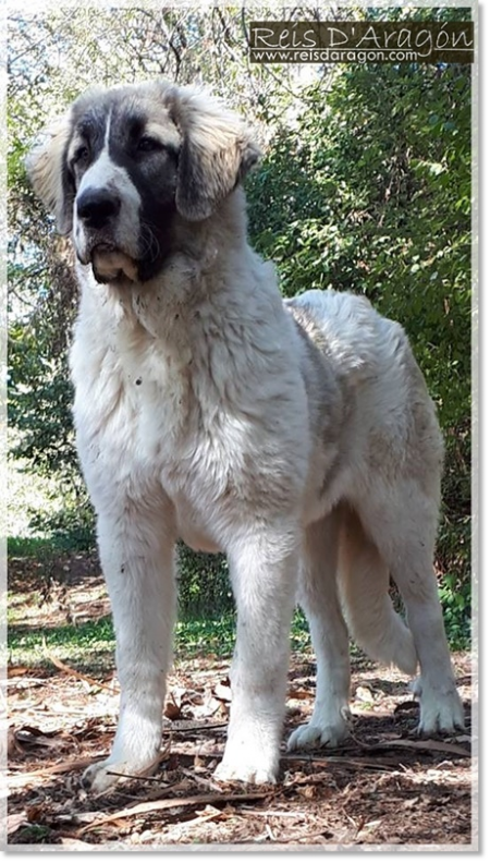 Pyrenean Mastiff Puppy Odina de Reis D'Aragón