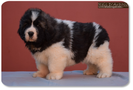 Pyrenean Mastiff puppy litter "S" from Reis D'Aragón