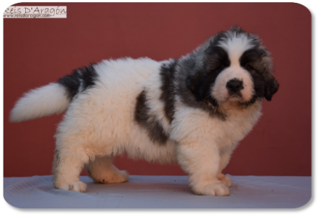 Pyrenean Mastiff puppy litter "S" from Reis D'Aragón