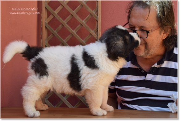 Puppy Pyrenean Mastiff from Reis D'Aragón