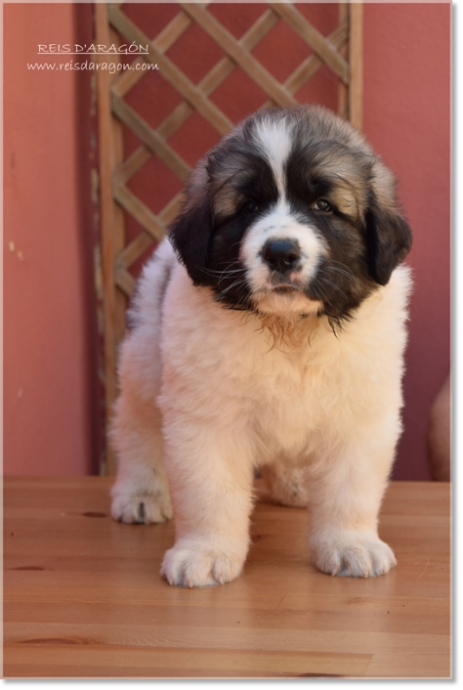 Puppy Pyrenean Mastiff from Reis D'Aragón