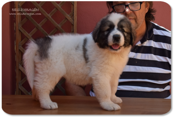 Pyrenean Mastiff puppy litter "T" from Reis D'Aragón