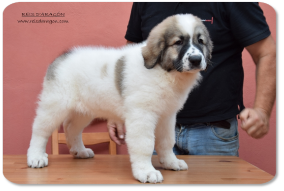 Pyrenean Mastiff puppy litter "T" from Reis D'Aragón