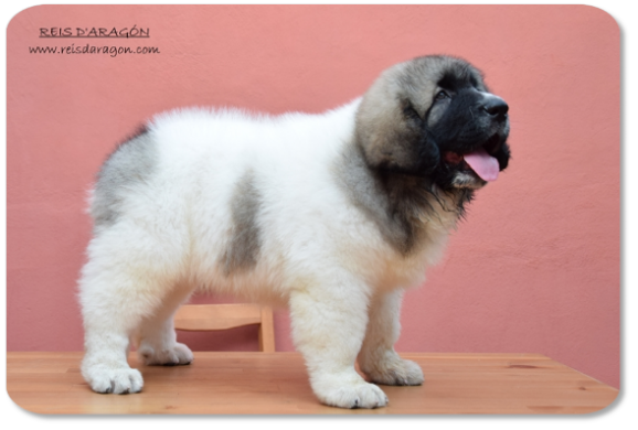 Pyrenean Mastiff puppy litter "T" from Reis D'Aragón