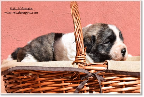 Pyrenean mastiff puppy Viñal de Reis D'Aragón