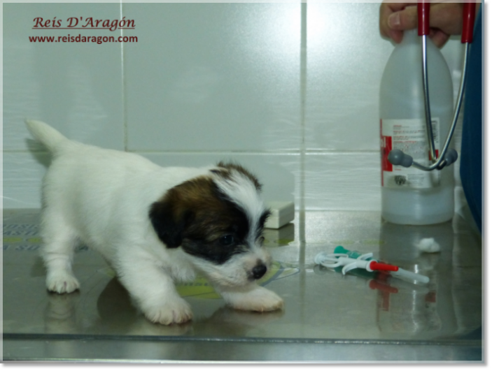 Caring the puppy Jack Russell Terrier