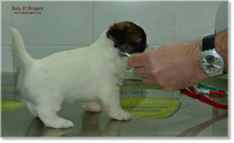 Caring the puppy Jack Russell Terrier